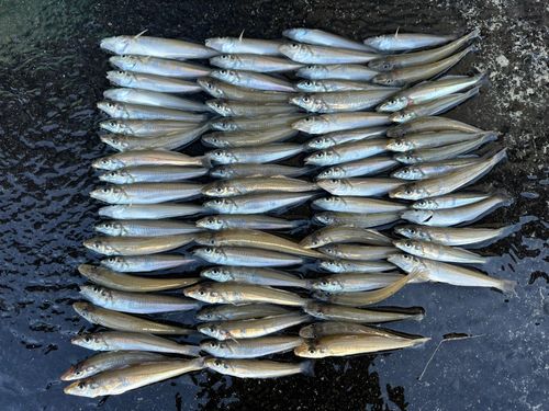 キスの釣果
