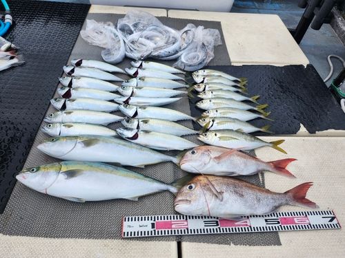 ハマチの釣果
