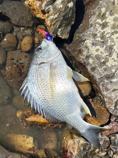 キビレの釣果