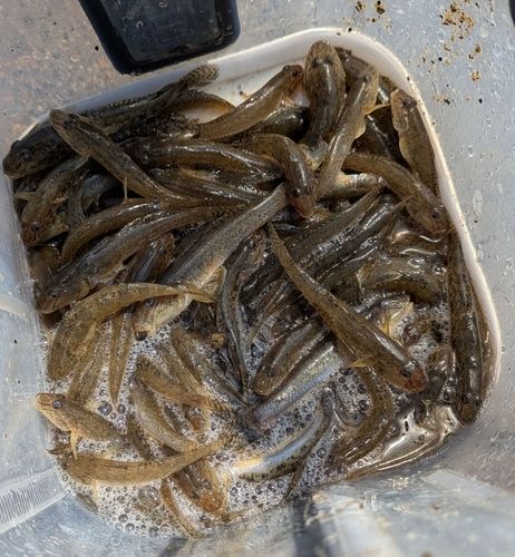 ハゼの釣果