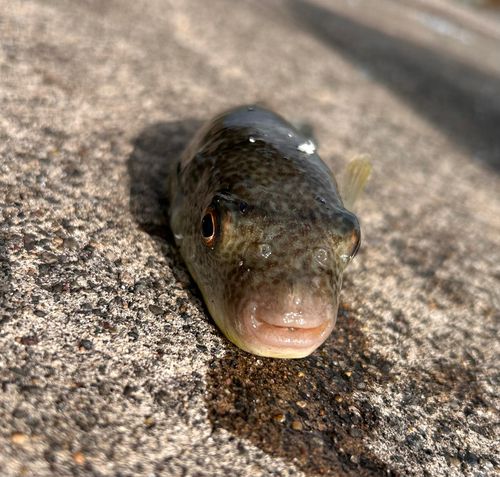 フグの釣果