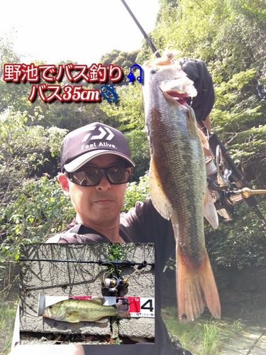 ブラックバスの釣果