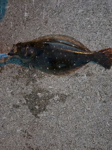 ヒラメの釣果