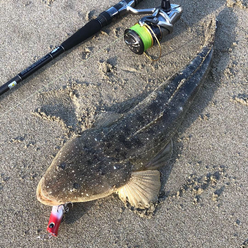 マゴチの釣果