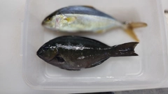 ショゴの釣果