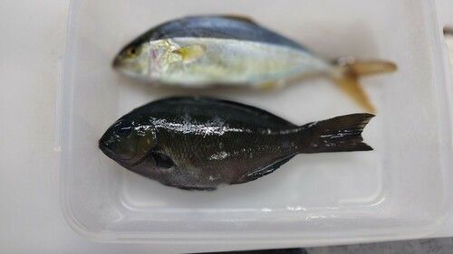 ショゴの釣果