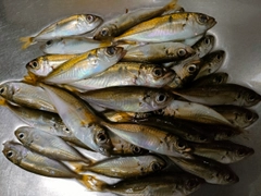 マアジの釣果