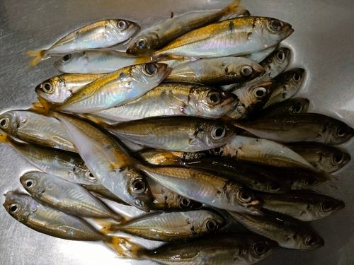マアジの釣果
