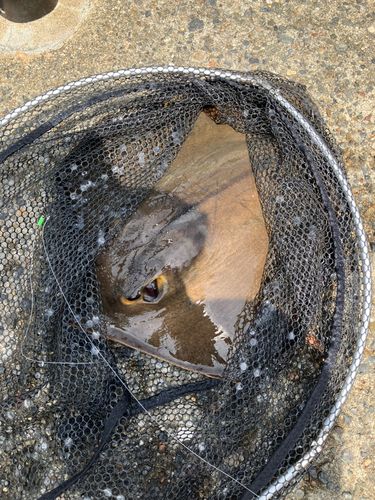 アカエイの釣果