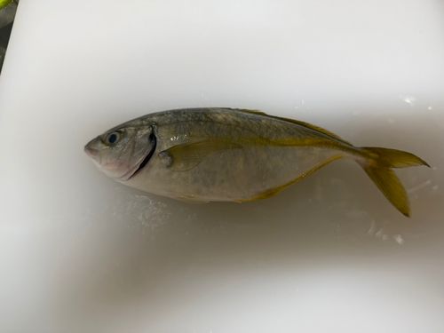 シマアジの釣果