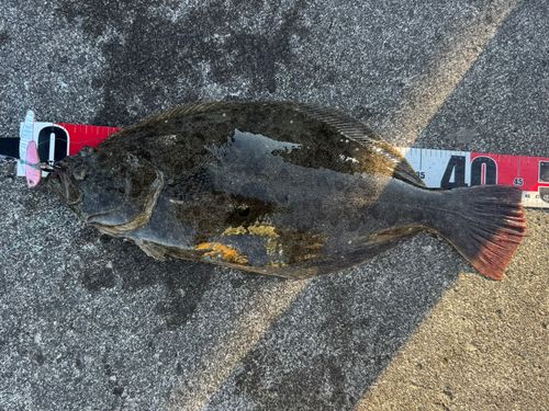 ヒラメの釣果