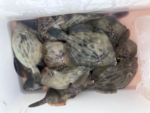 カワハギの釣果