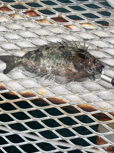 アイゴの釣果