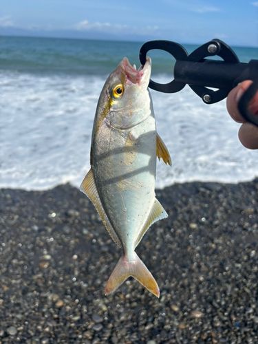 ショゴの釣果