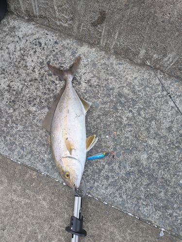 ショゴの釣果