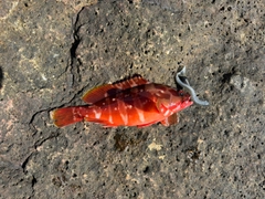 アカハタの釣果