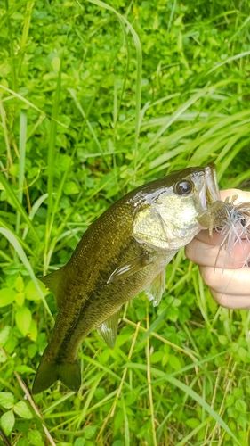 ラージマウスバスの釣果