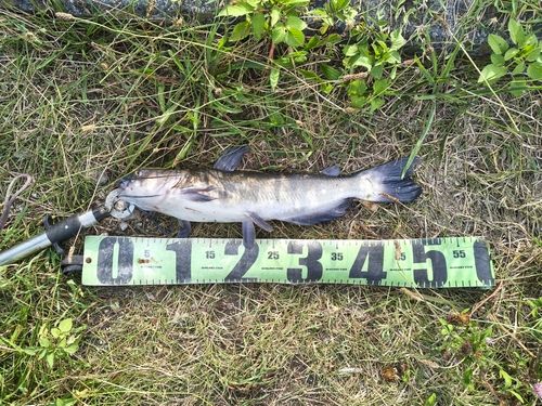 アメリカナマズの釣果