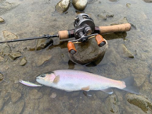 ホウライマスの釣果