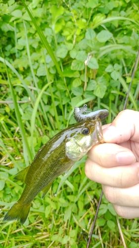 ラージマウスバスの釣果