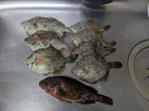 カワハギの釣果
