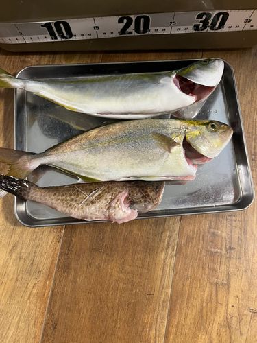 ショゴの釣果