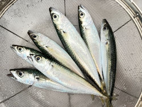 サバの釣果