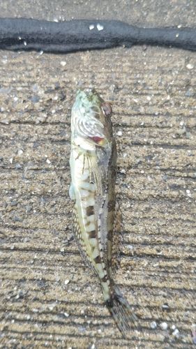 アナハゼの釣果