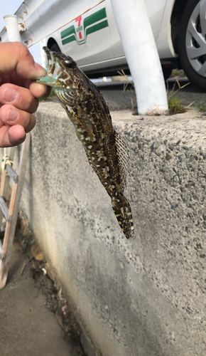 アナハゼの釣果