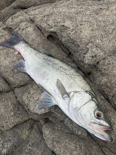 ヒラスズキの釣果