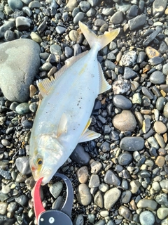 ショゴの釣果
