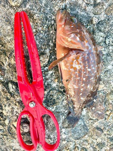 キジハタの釣果