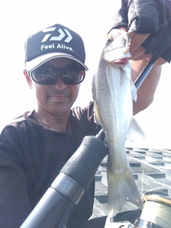 セイゴ（タイリクスズキ）の釣果