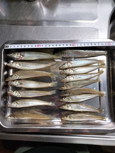 キスの釣果