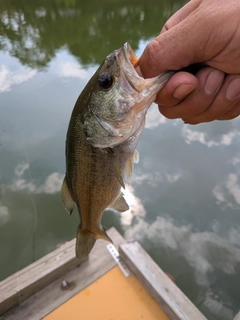 ラージマウスバスの釣果