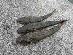 マゴチの釣果