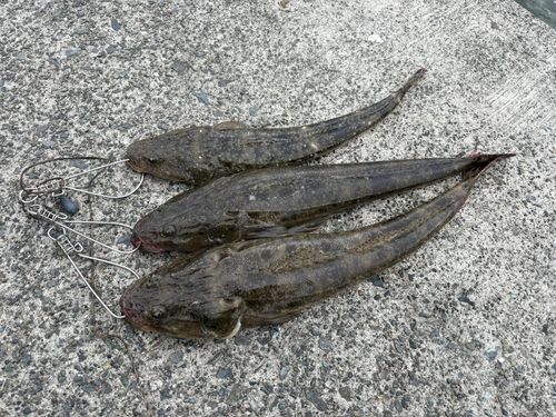 マゴチの釣果