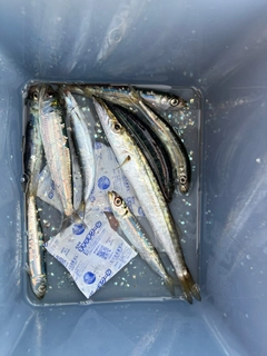 カマスの釣果