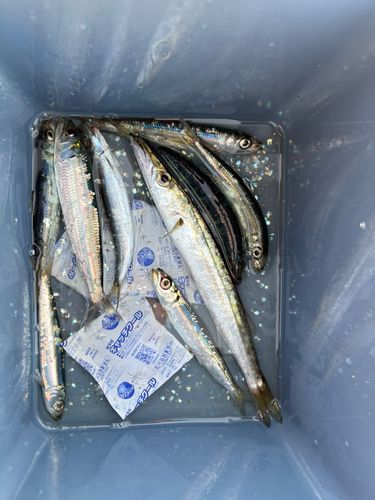 カマスの釣果