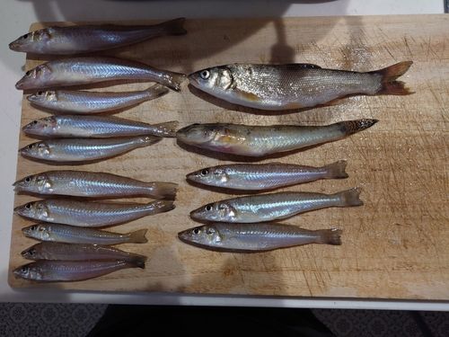 キスの釣果