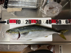 イナダの釣果