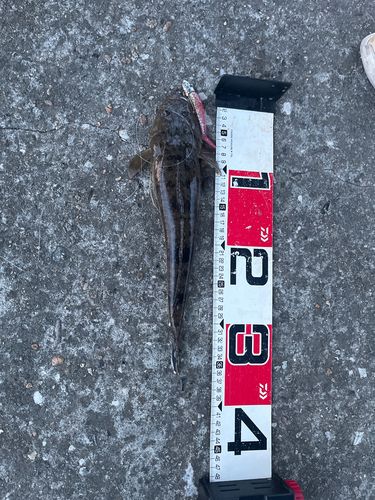マゴチの釣果