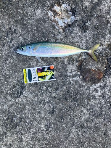 ムロアジの釣果