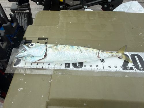 サバの釣果