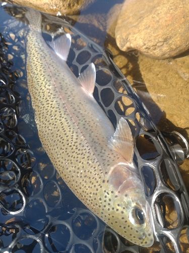 ニジマスの釣果