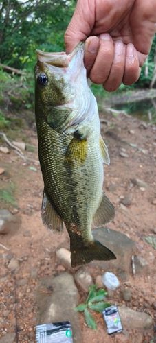 ブラックバスの釣果