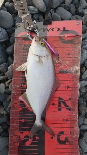 ショゴの釣果