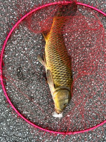 コイの釣果