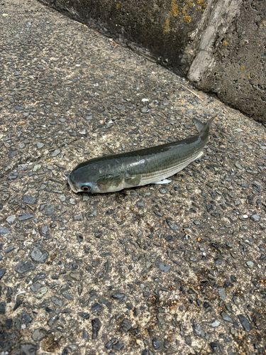ボラの釣果