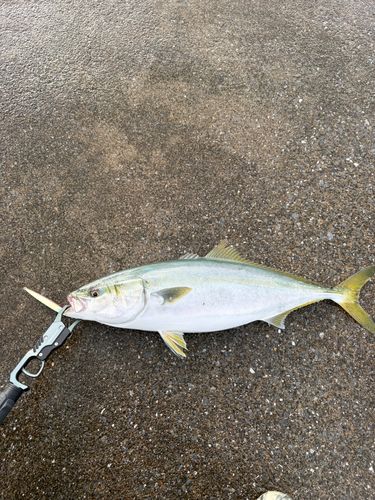 ワラサの釣果